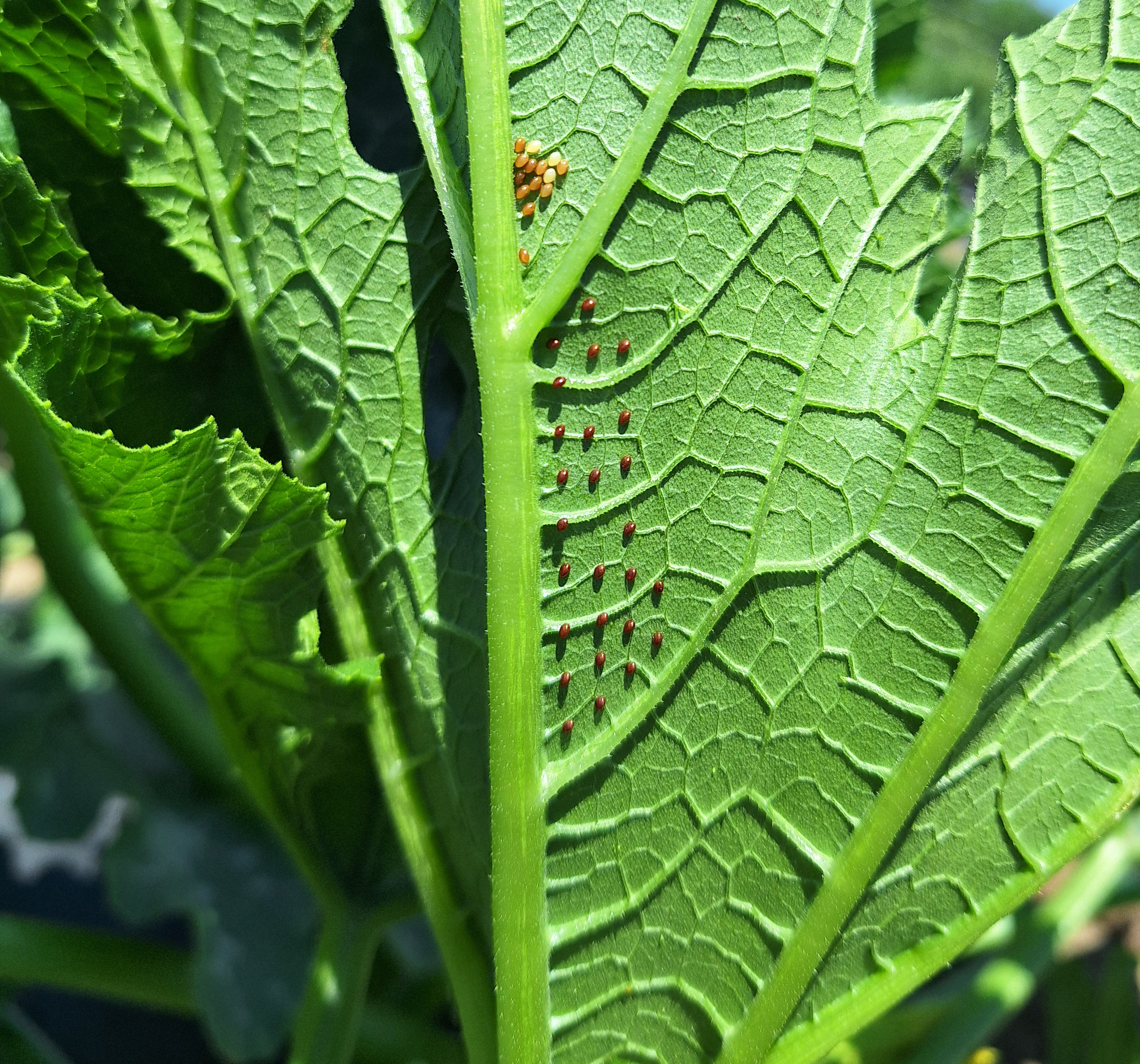 Squash bug eggs on the underside of a plant leaf.